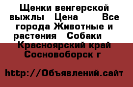 Щенки венгерской выжлы › Цена ­ 1 - Все города Животные и растения » Собаки   . Красноярский край,Сосновоборск г.